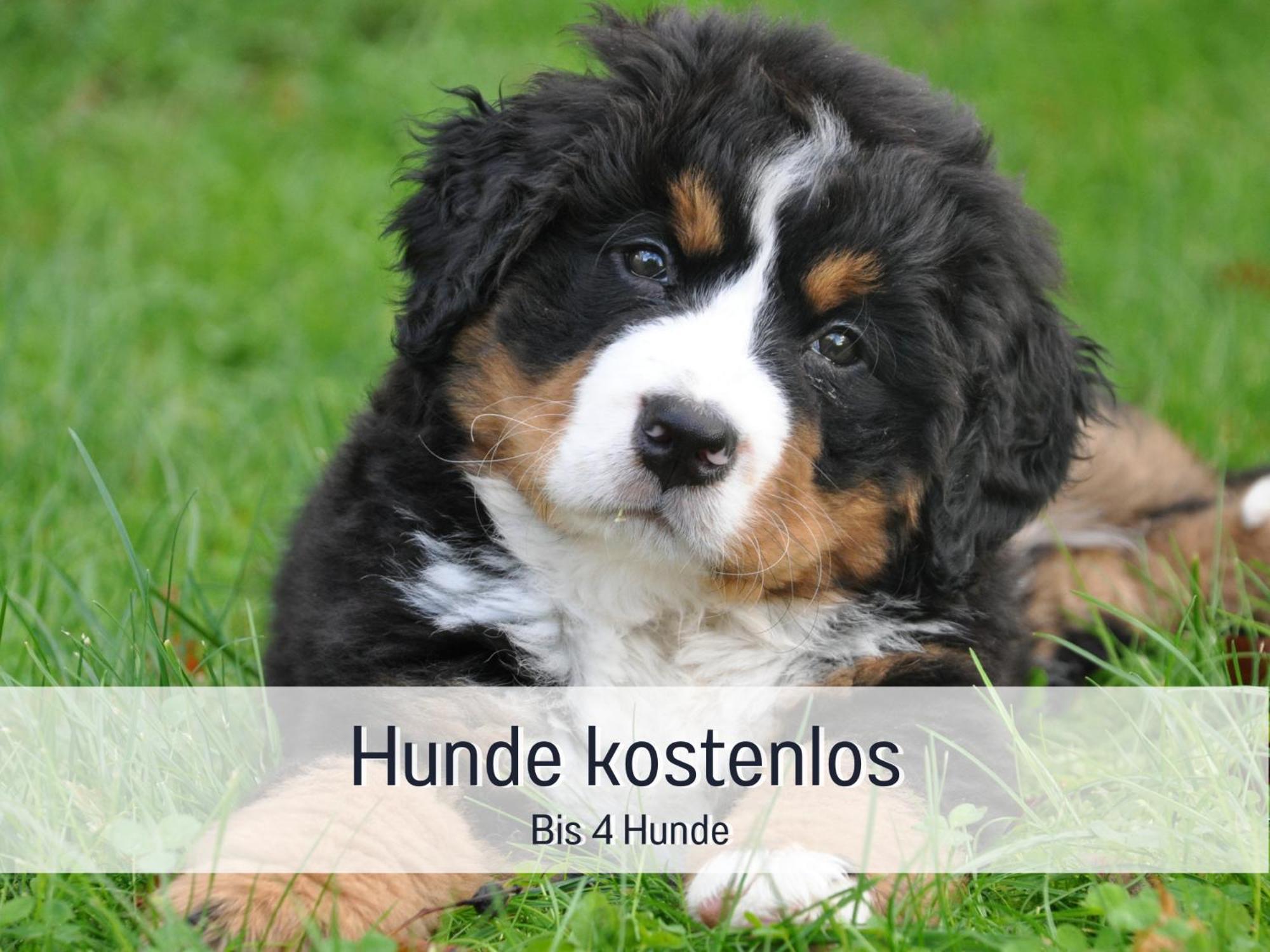 Am Feldrain - Urlaub Mit Hund Im Weserbergland Hannoversch Münden Extérieur photo
